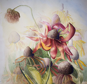 cone flower